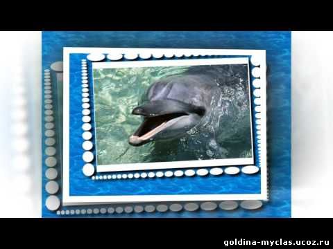 http://torrent-load.at.ua/ Скворцова Т.А. Видеоролик "Плыви дельфин" | Нажмите, для просмотра в полном размере...